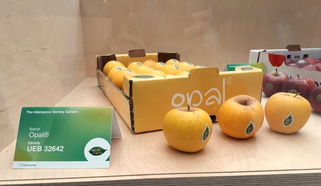 Opal fruits at Interpoma fair 2022 (Bolzano, Italy)