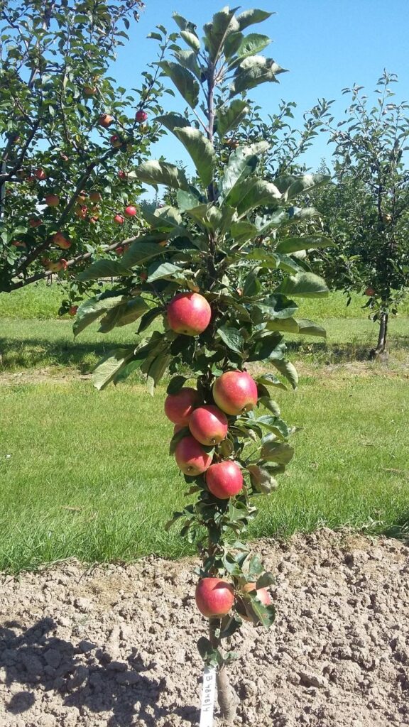 Acrobat - tree with apples