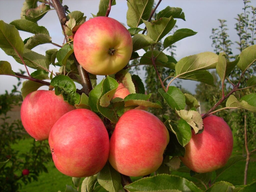 Barby - fruits on the tree