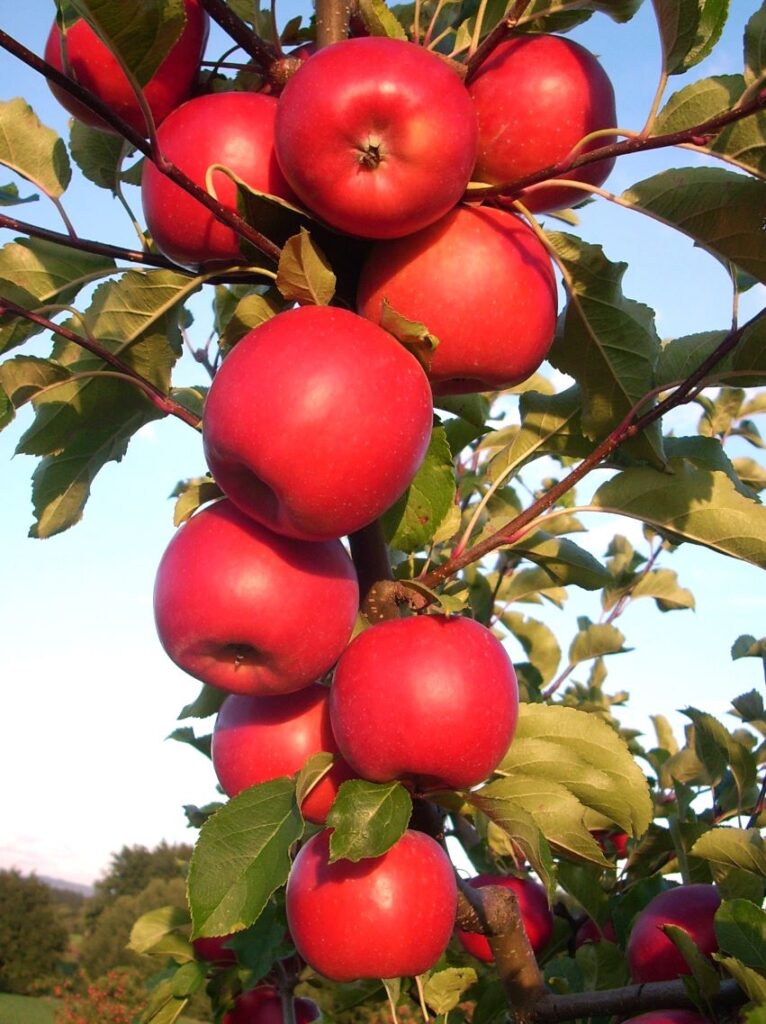 Bonita - fruits on the tree