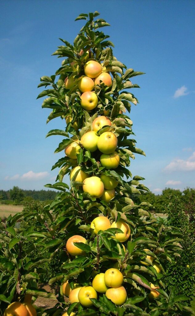 Lambada - fruits