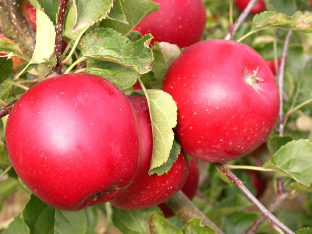 Red Topaz - fruits on the tree