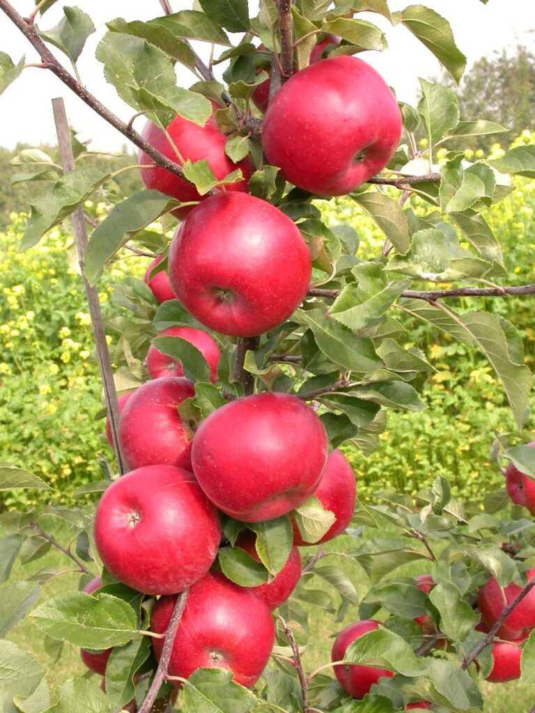 Red Topaz - fruits on the tree