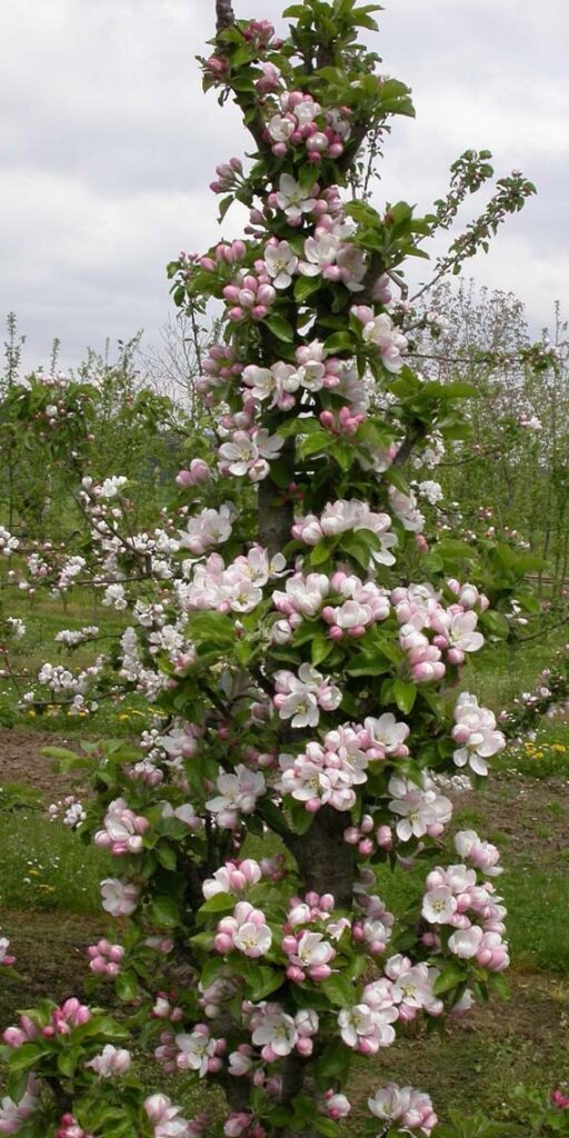 Cactus - tree in bloom