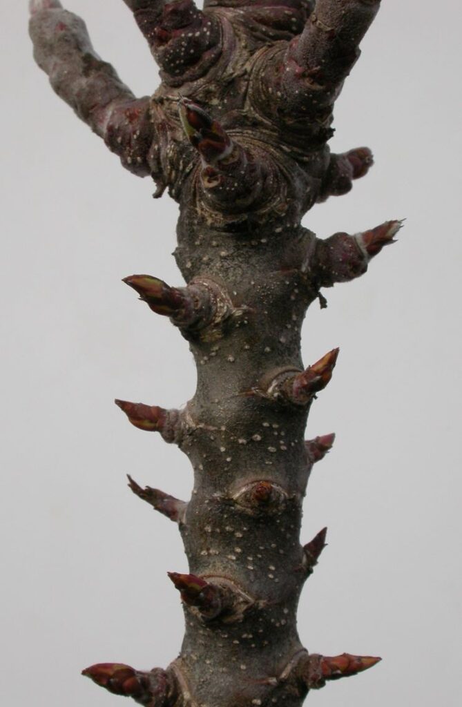 Cactus - fruiting spurs