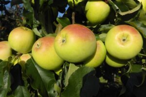 Lyra - apples