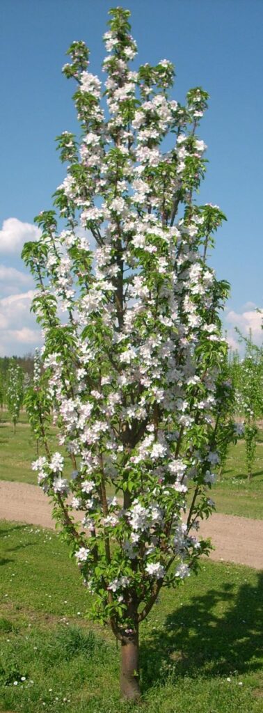 Moonlight - tree in bloom