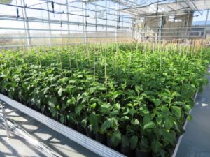 Seedlings in the greenhouse