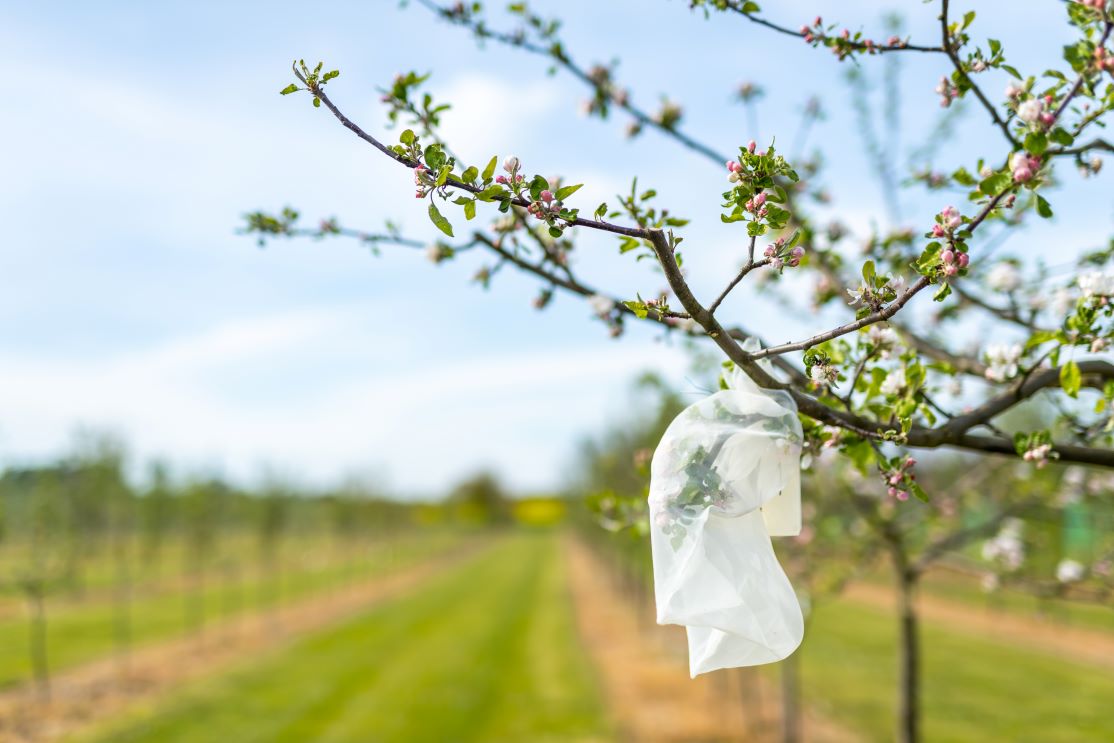 Zakrytá větev jabloně pro křížení na stanici Střížovice