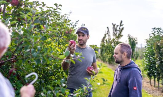 Apple evaluation in the Střížovice orchard