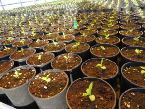 Apple seedlings in the greenhouse