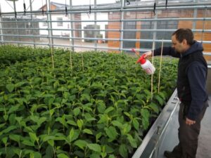 Apple seedlings in the greenhouse