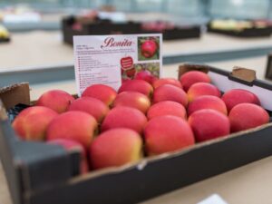 Bonita apples in a box 