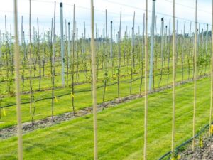 Střížovice orchard with young trees