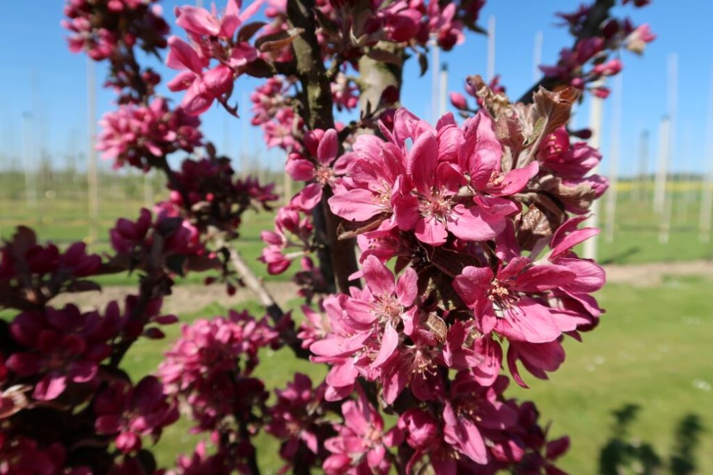 UEB 47721 - flowering tree