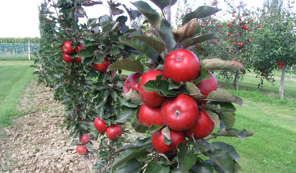 Odrůda jabloně UEB 47721