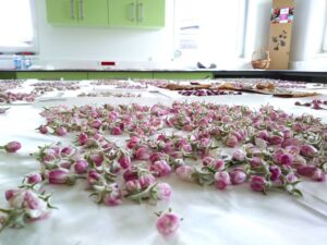 Apple flower buds - drying for pollination