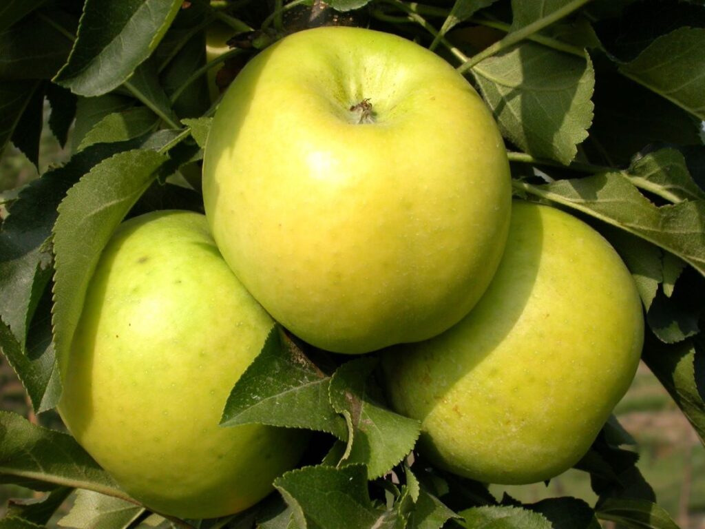 Sonet apples