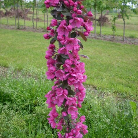 Magenta - tree in bloom