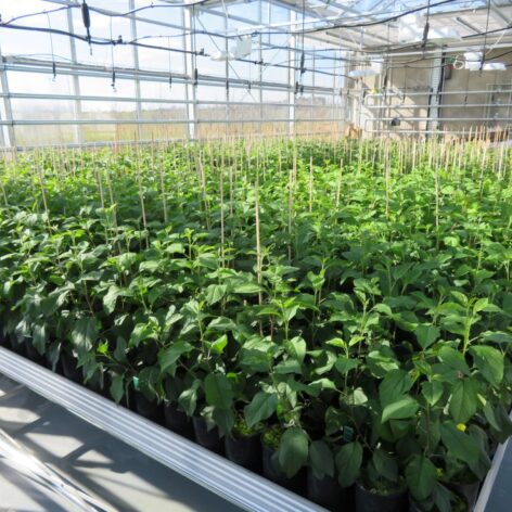 Seedlings in the greenhouse