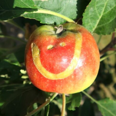 Smiling apple