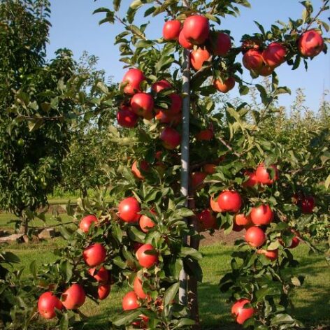 Telse tree with fruits