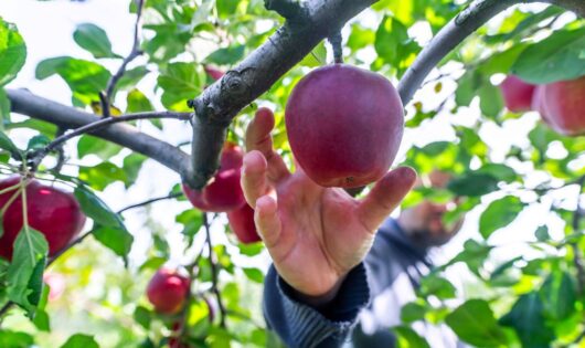 Apples for our sustainable future