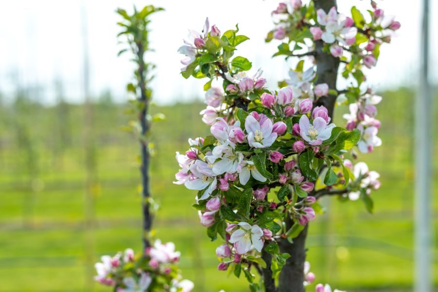 Flowering apple tree