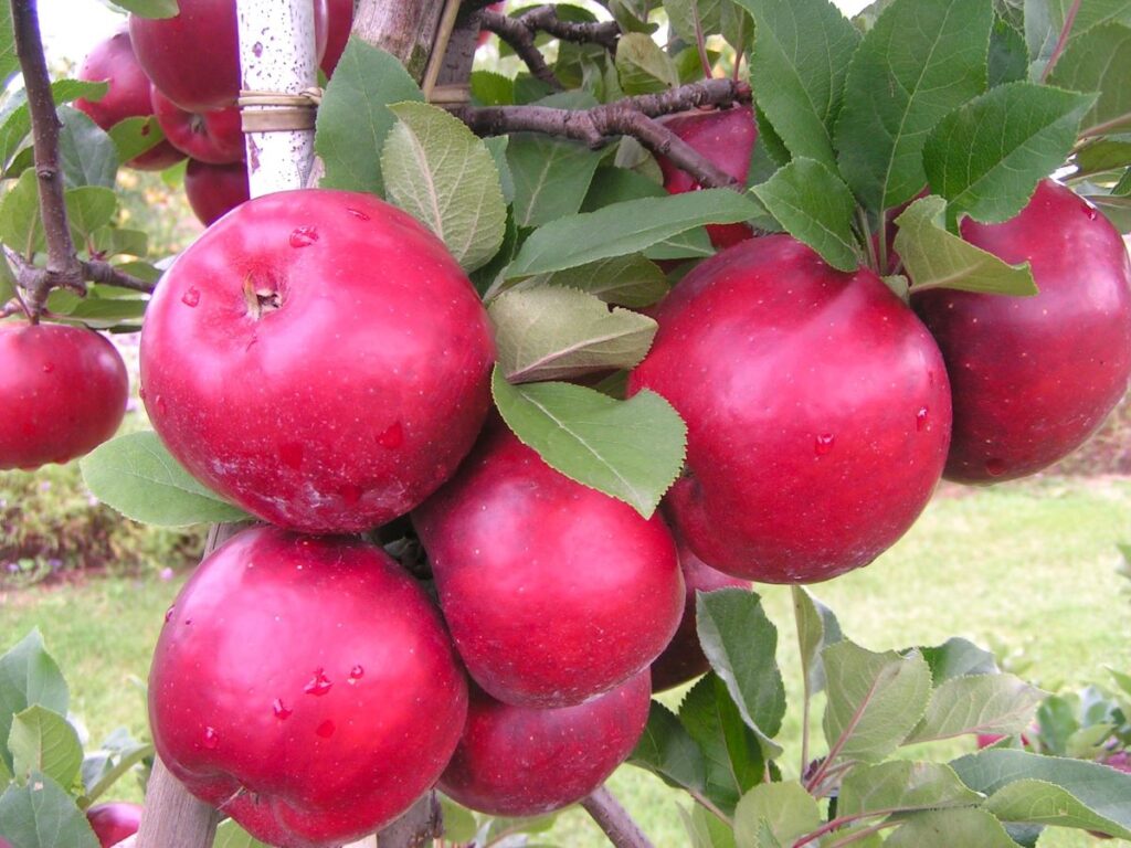 Black Topaz - fruits on the tree