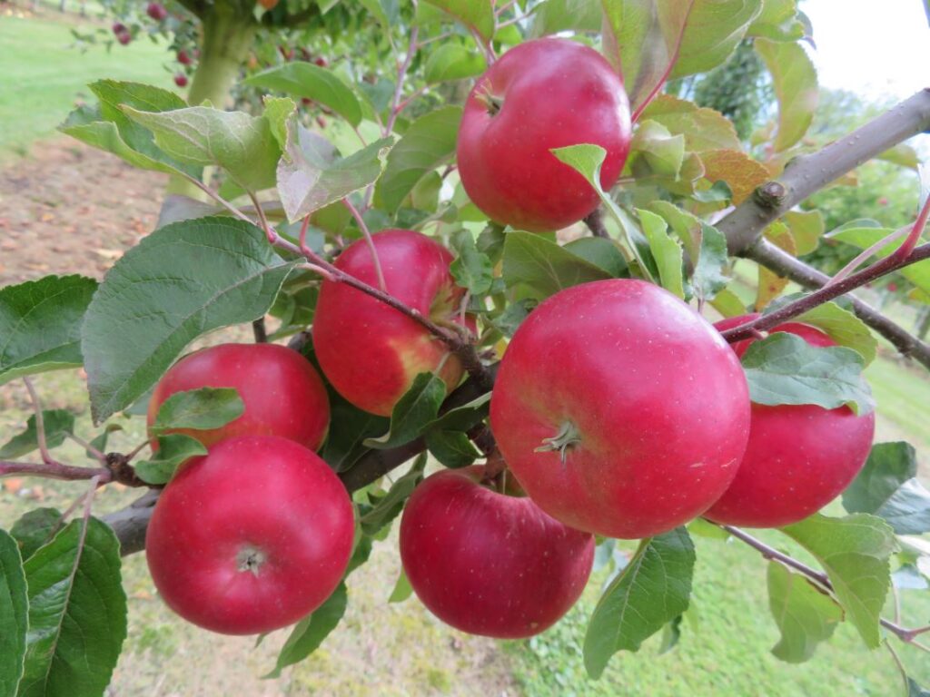 Ellipso (UEB 47021) - apples on the tree