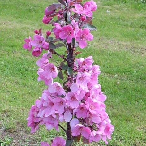 Lilac in bloom