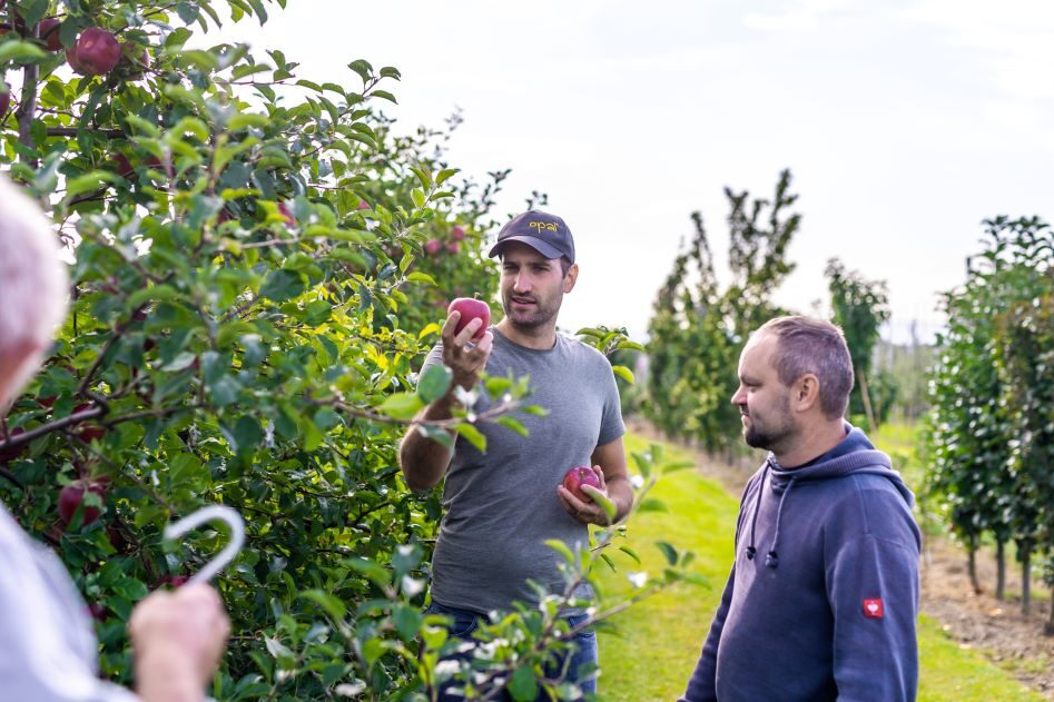 Apple evaluation in the Střížovice orchard