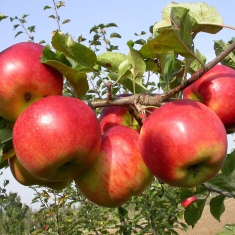 Lipno - fruits