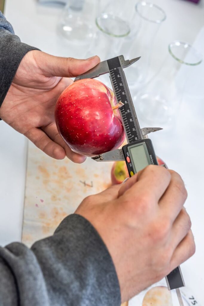 Apple size measuring