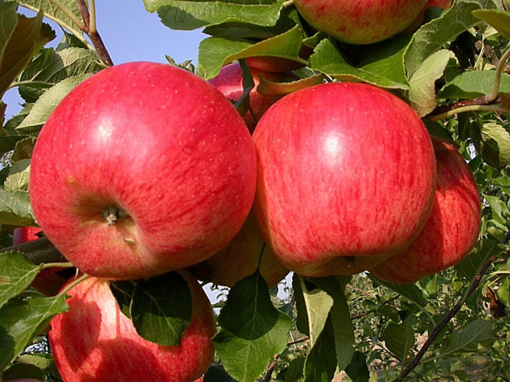 Romance apples