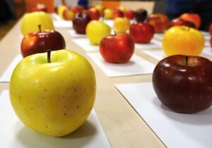 Apple tasting in Horní Bečva 2026