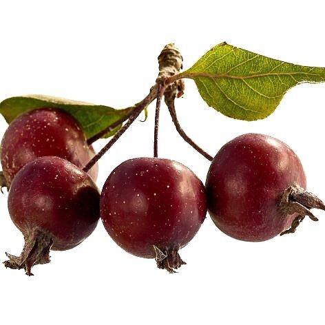 Magenta crabapple fruits