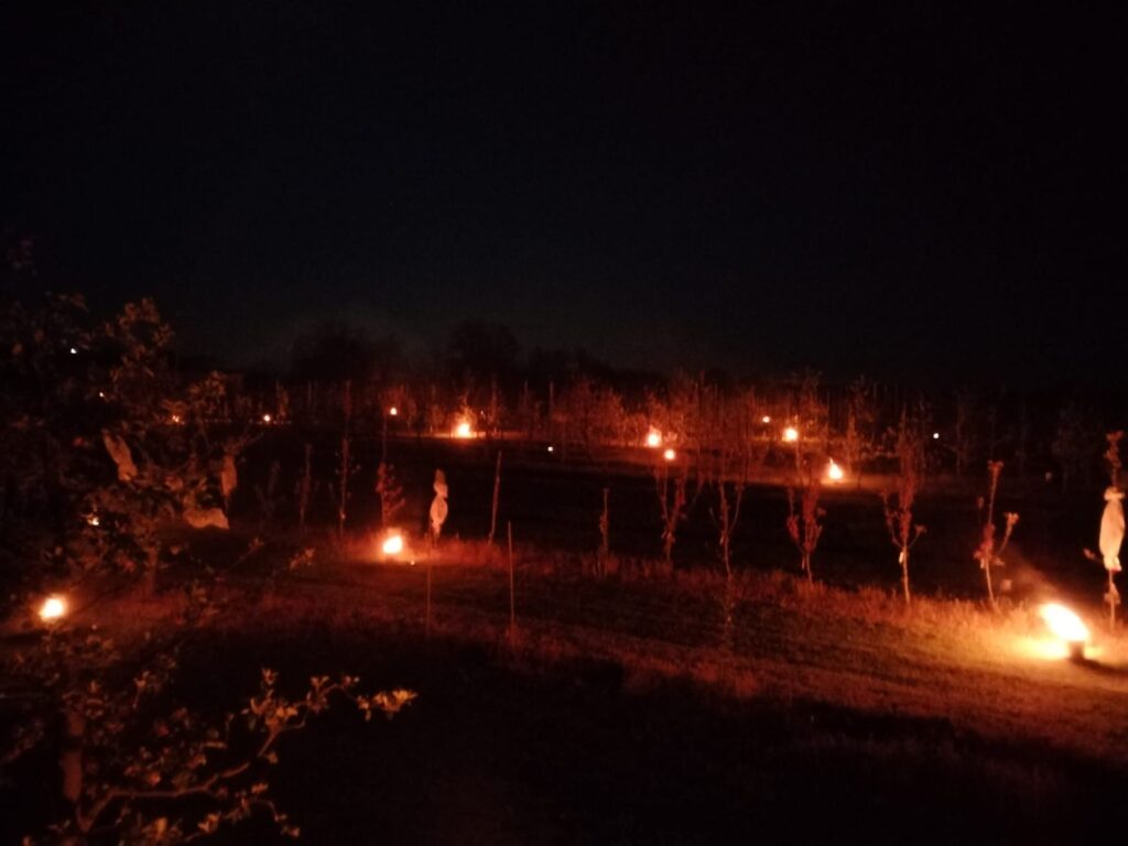 Candles protected apple orchard from late frost