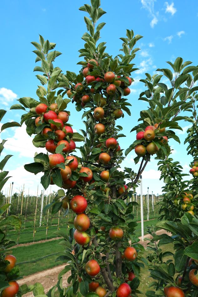 Athlet apple tree with fruit