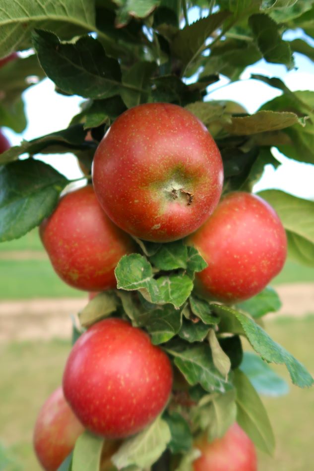 Athlet apples on the tree