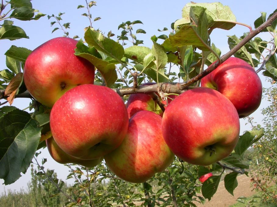 Lipno - fruits