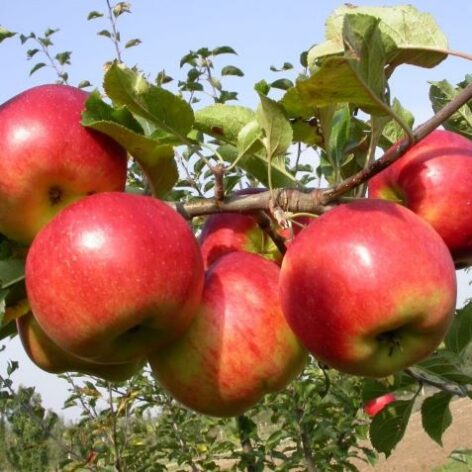 Lipno - fruits