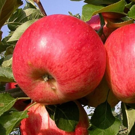 Romance apple
